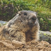 alpenmarmot