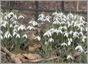 Biddag sneeuwklokjes 3