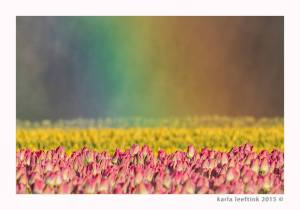 Tulpenveld met regenboog