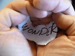 wonder