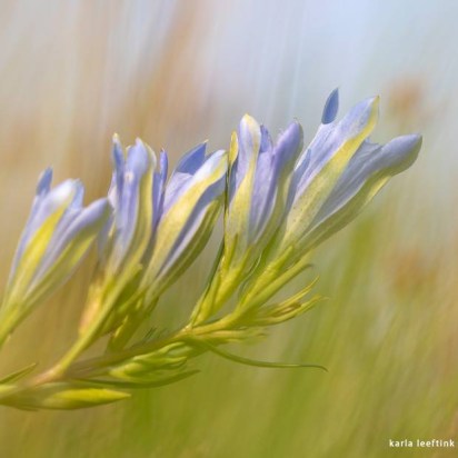 cropped-gentianen-drenthe
