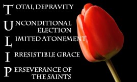 Tulip calvinisme
