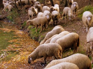 Schapen water